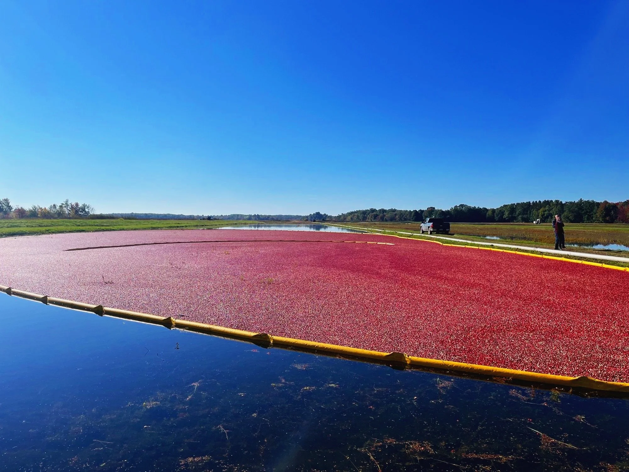 Cranberries — Wisconsin Rapids